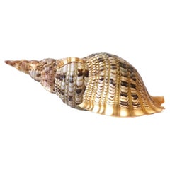 Seashell Specimen, Large