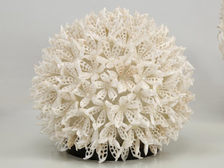 Seashell Sphere Lamps, Set of '7' in Various Dimensions at 1stDibs