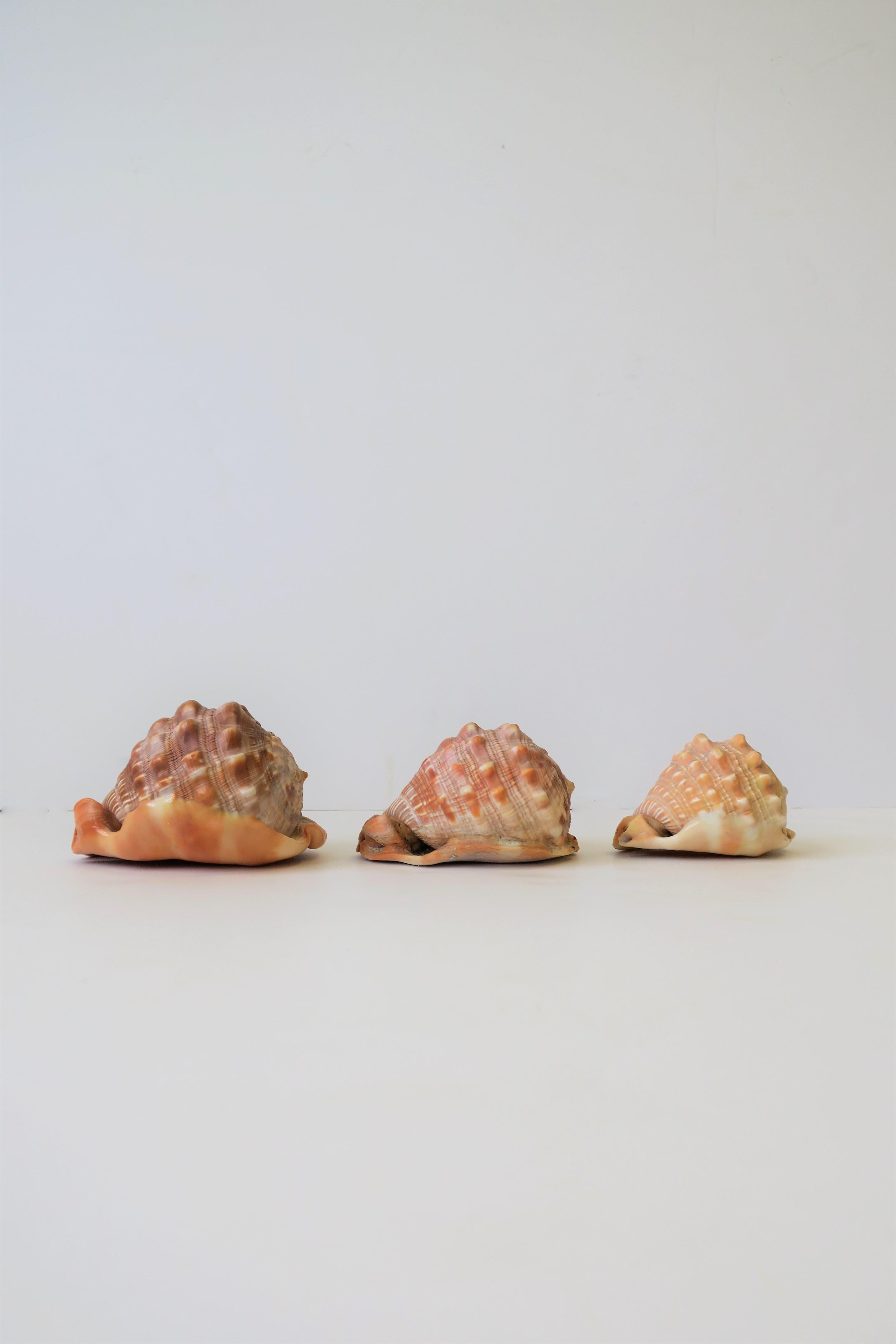 Seashells Sea Shells 4