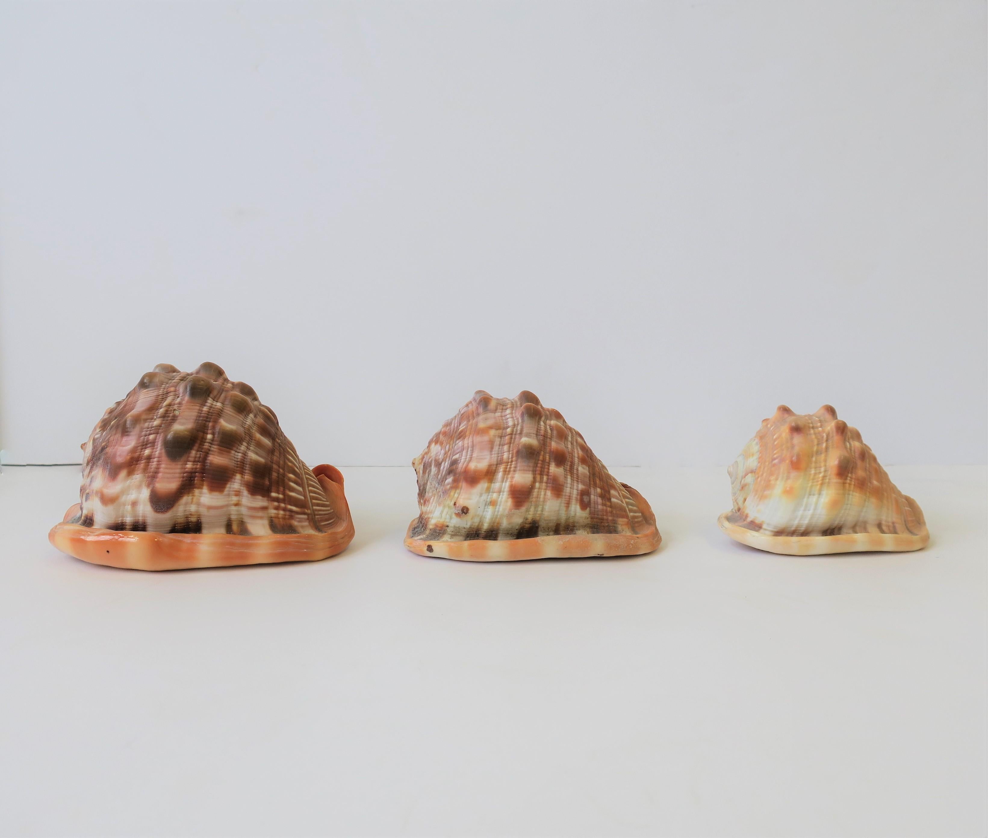Seashells Sea Shells 5