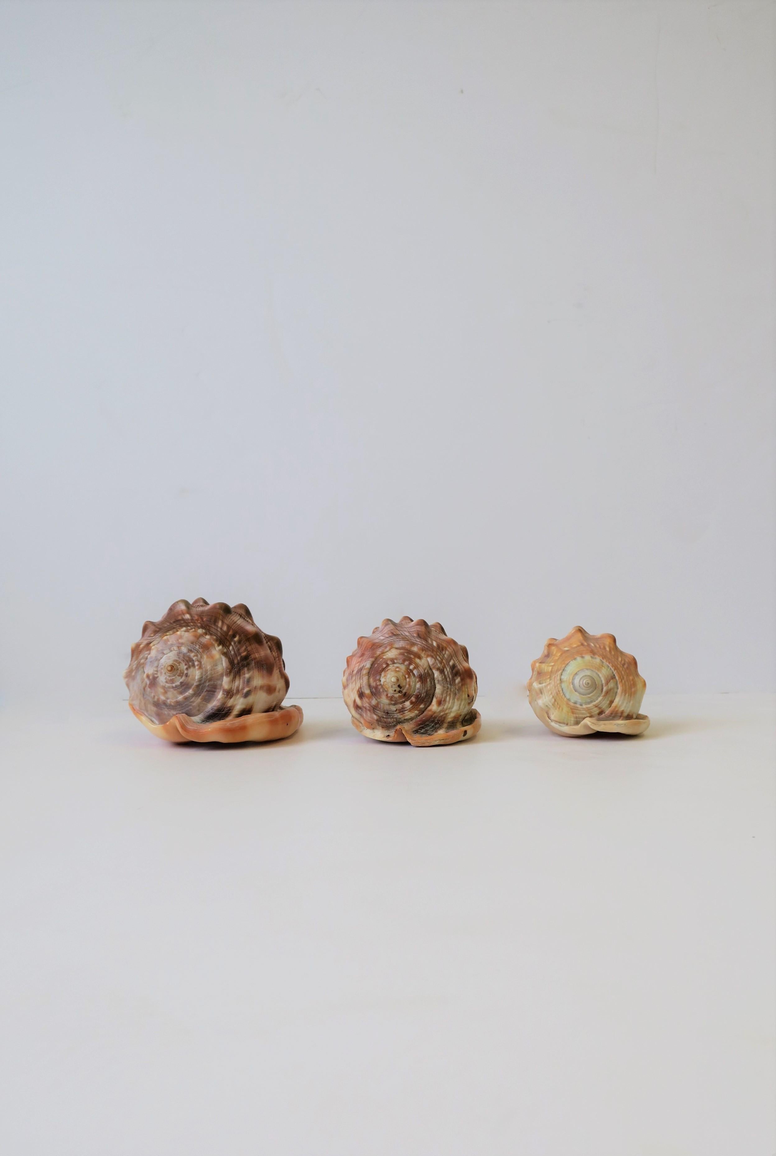 A beautiful set of three (3) natural seashells. These seashells are very beautiful, substantial, and strong in a pink/salmon hue. Measurements from L to R: 

A. 4.25