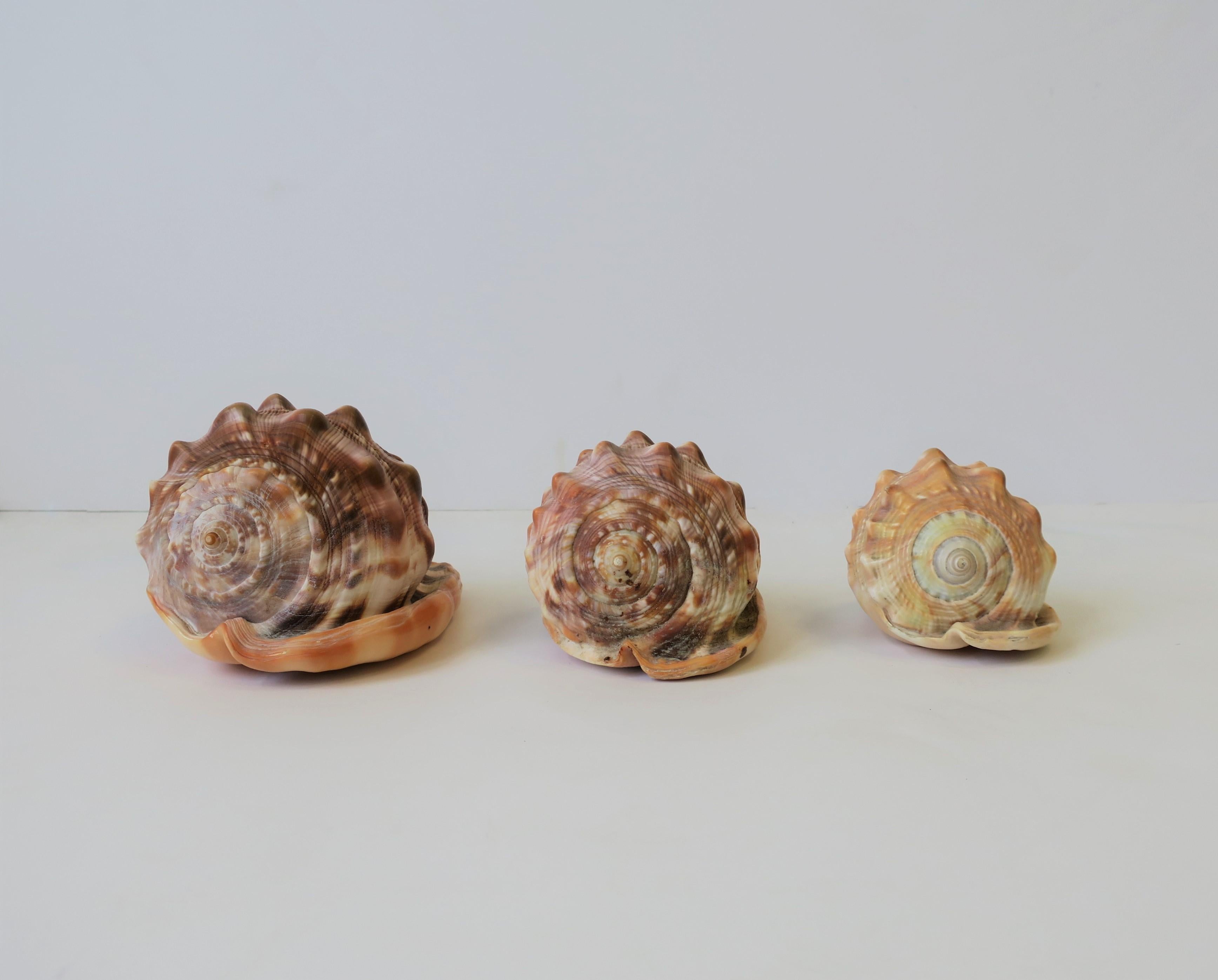 specimen seashells for sale