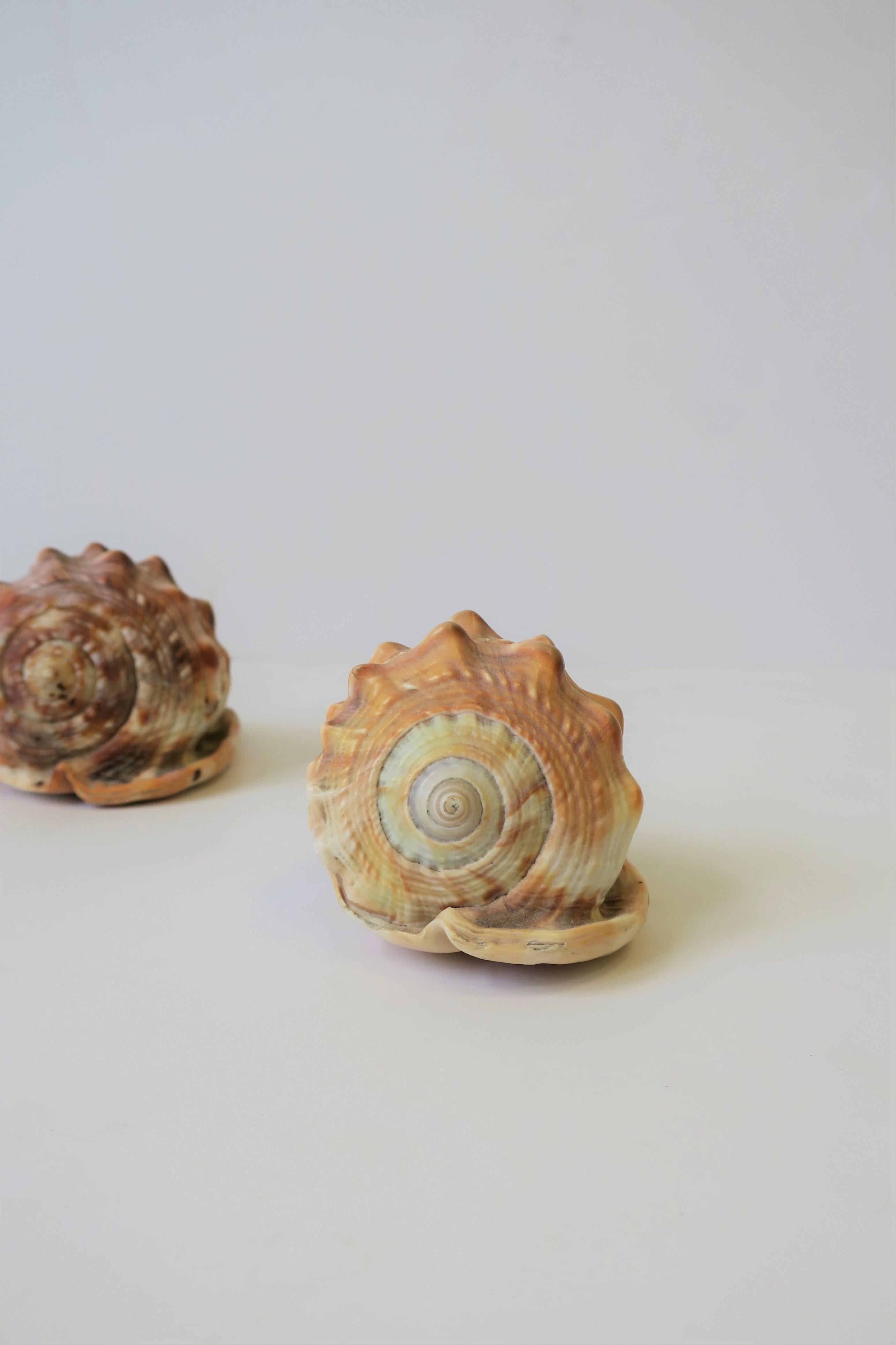 Seashells Sea Shells 1