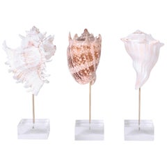 Seashells Mounted on Lucite, Priced Individually