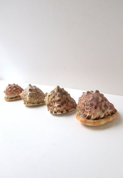 Seashells Natural, Set of 4