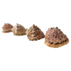 Seashells Natural, Set of 4