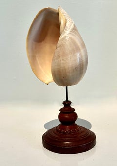 Seashells on Metal Patinated Stand
