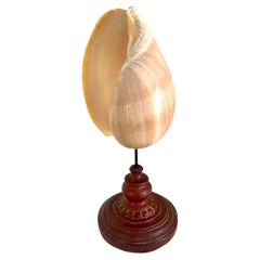 Conchas marinas sobre soporte de metal patinado