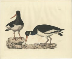Seasonal Plumage of a Life Seize Engraving of the Common Oystercatcher, 1826