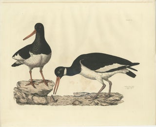 Seasonal Plumage of a Life Seize Engraving of the Common Oystercatcher, 1826, view 2