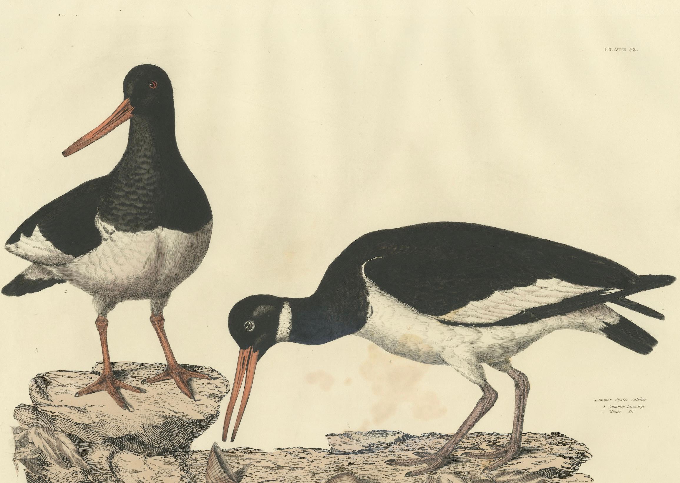Engraved Seasonal Plumage of a Life Seize Engraving of the Common Oystercatcher, 1826 For Sale