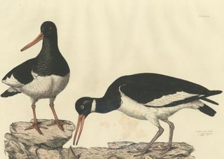 Seasonal Plumage of a Life Seize Engraving of the Common Oystercatcher, 1826, view 3