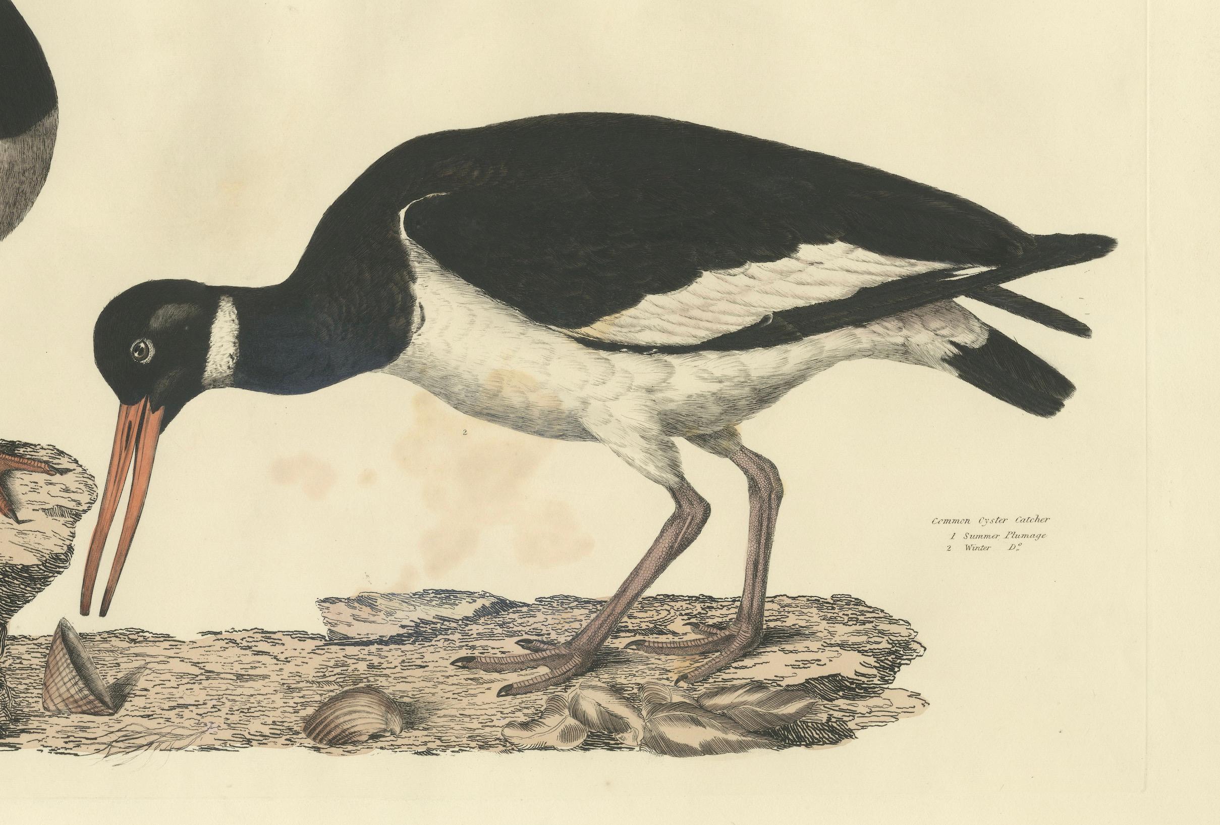 Seasonal Plumage of a Life Seize Engraving of the Common Oystercatcher, 1826 In Good Condition For Sale In Langweer, NL