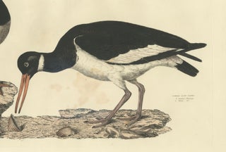 Seasonal Plumage of a Life Seize Engraving of the Common Oystercatcher, 1826, view 4