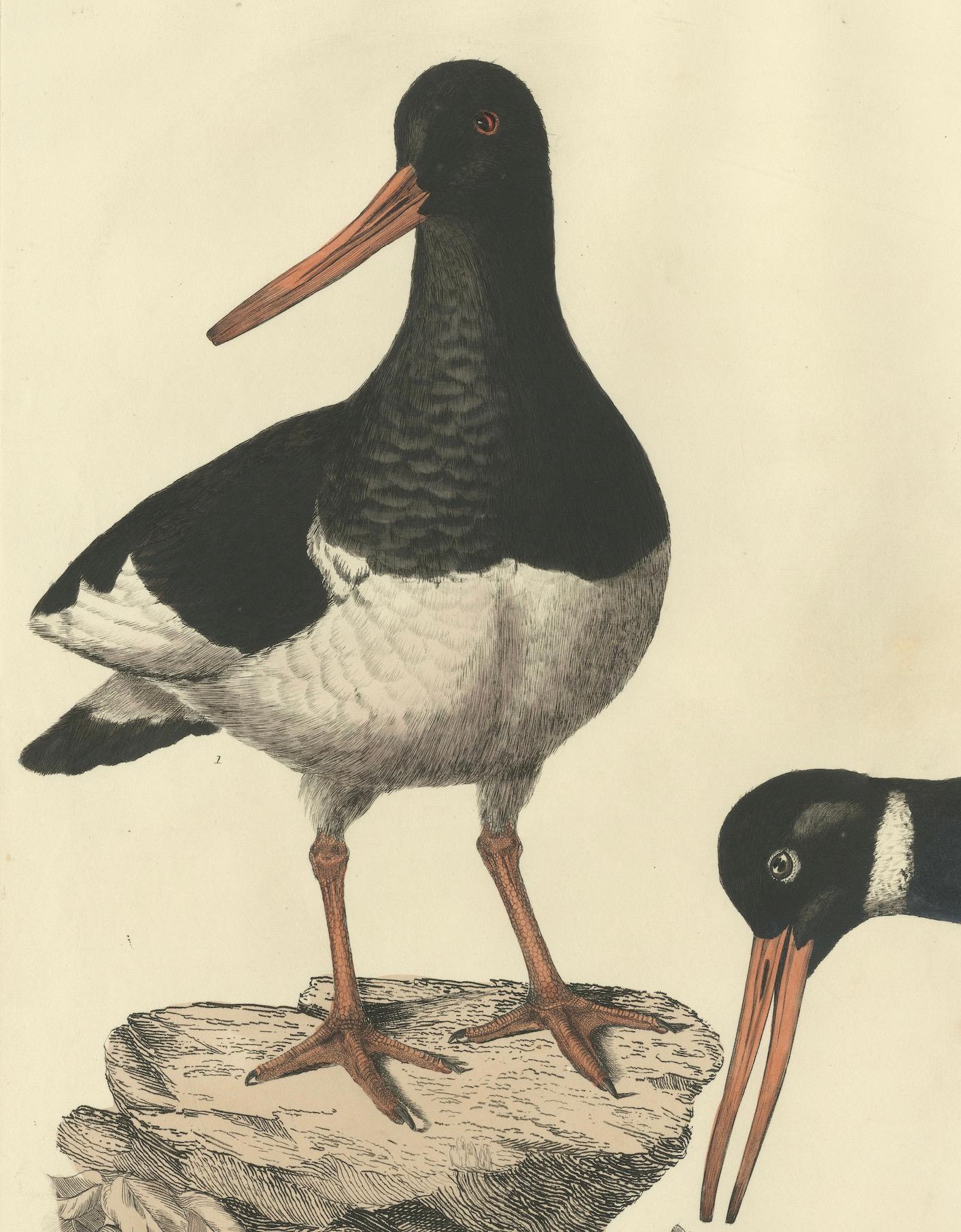 Early 19th Century Seasonal Plumage of a Life Seize Engraving of the Common Oystercatcher, 1826 For Sale