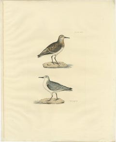 Seasonal Plumage of the Sanderling: Selby's Ornithological Study, 1826