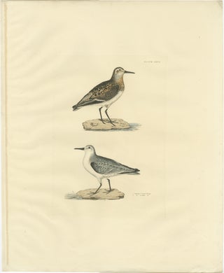 Seasonal Plumage of the Sanderling: Selby's Ornithological Study, 1826, view 2
