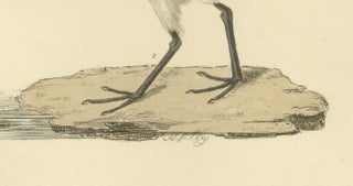 Seasonal Plumage of the Sanderling: Selby's Ornithological Study, 1826, view 3