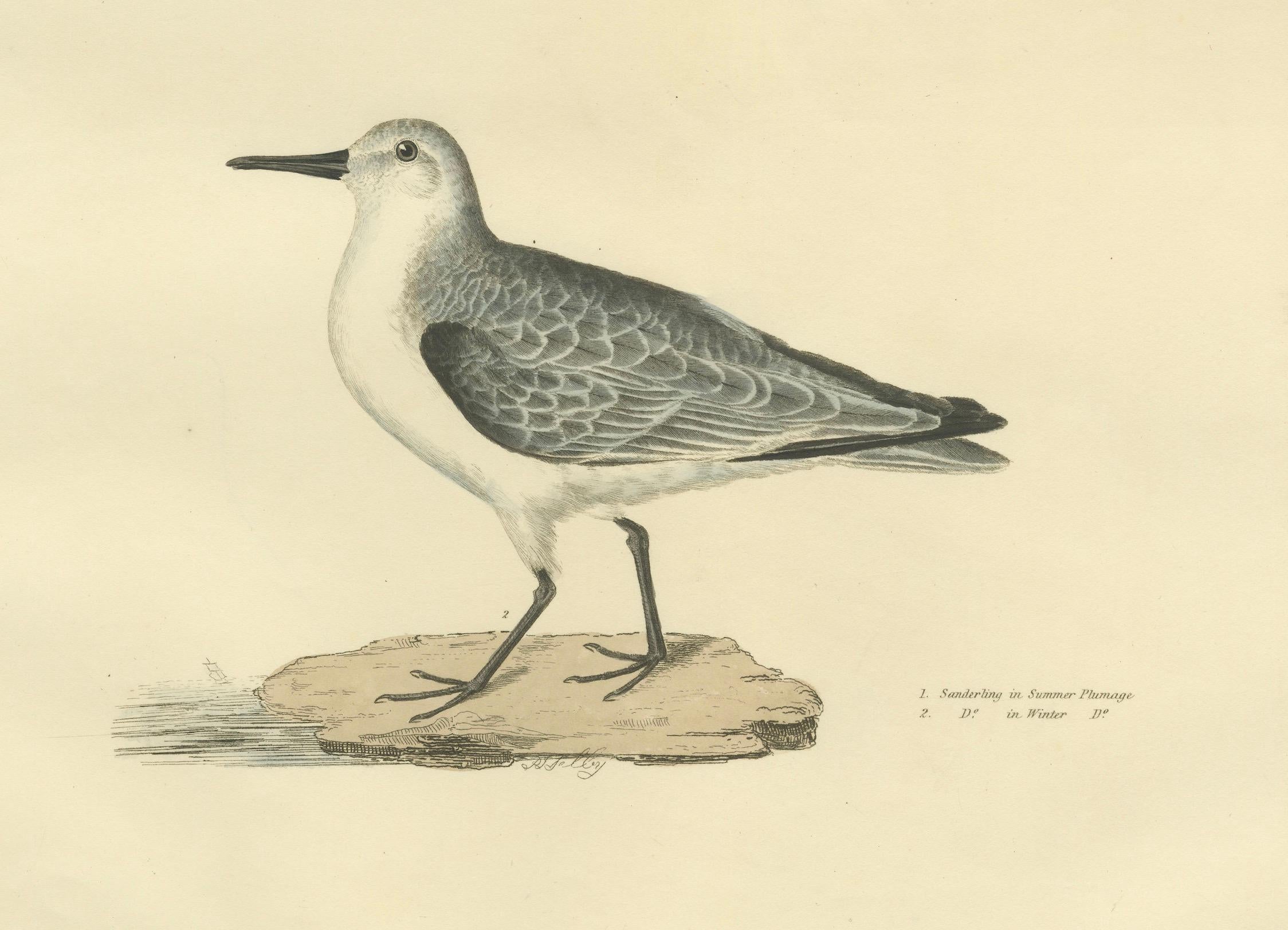 Seasonal Plumage of the Sanderling: Selby's Ornithological Study, 1826 In Excellent Condition For Sale In Langweer, NL