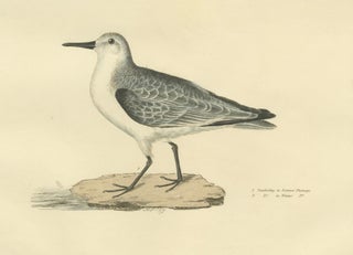 Seasonal Plumage of the Sanderling: Selby's Ornithological Study, 1826, view 4
