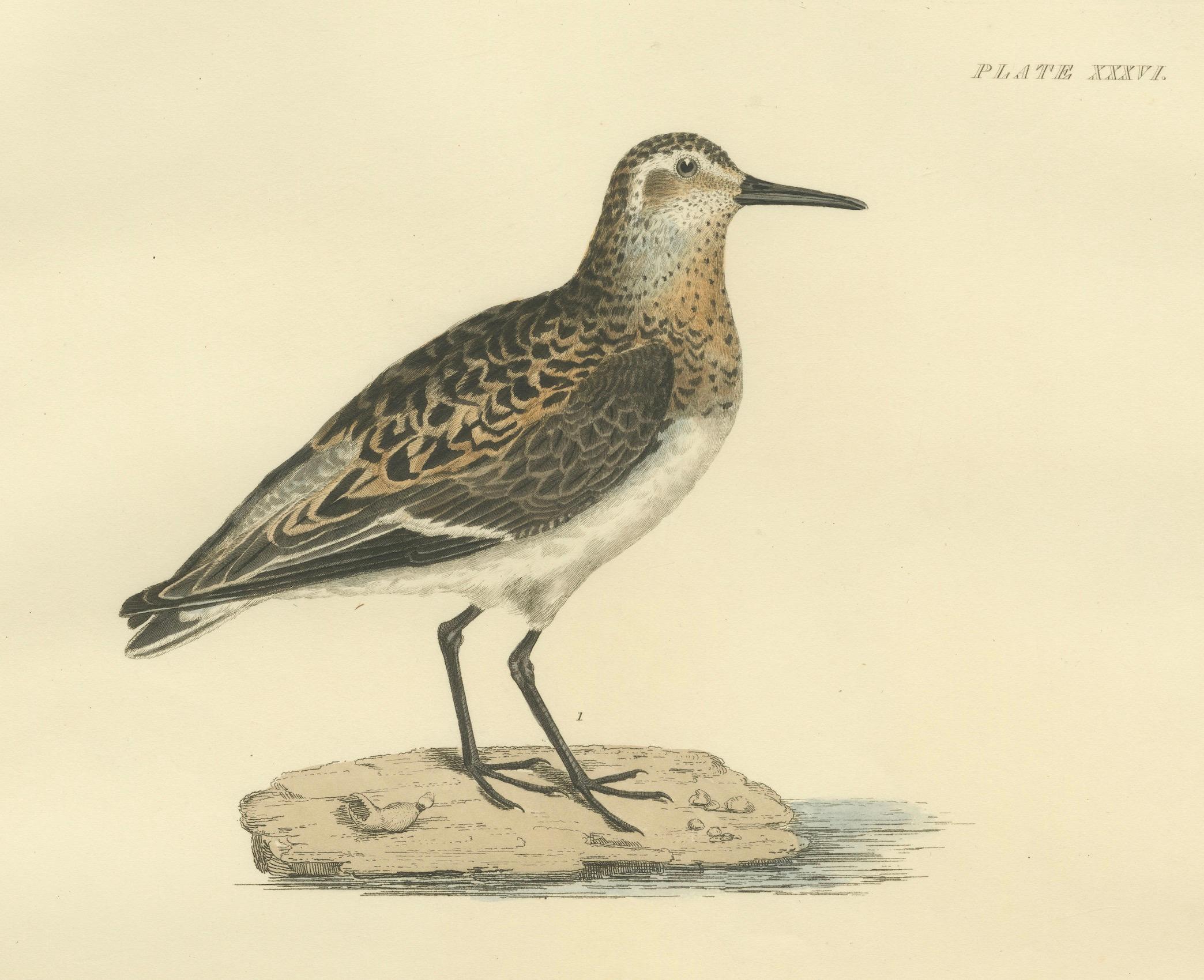 Early 19th Century Seasonal Plumage of the Sanderling: Selby's Ornithological Study, 1826 For Sale