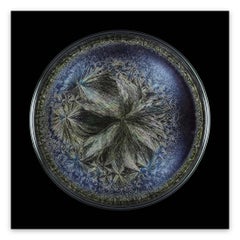 Morphogenetic field - Beluga Caviar (Abstract Photography)