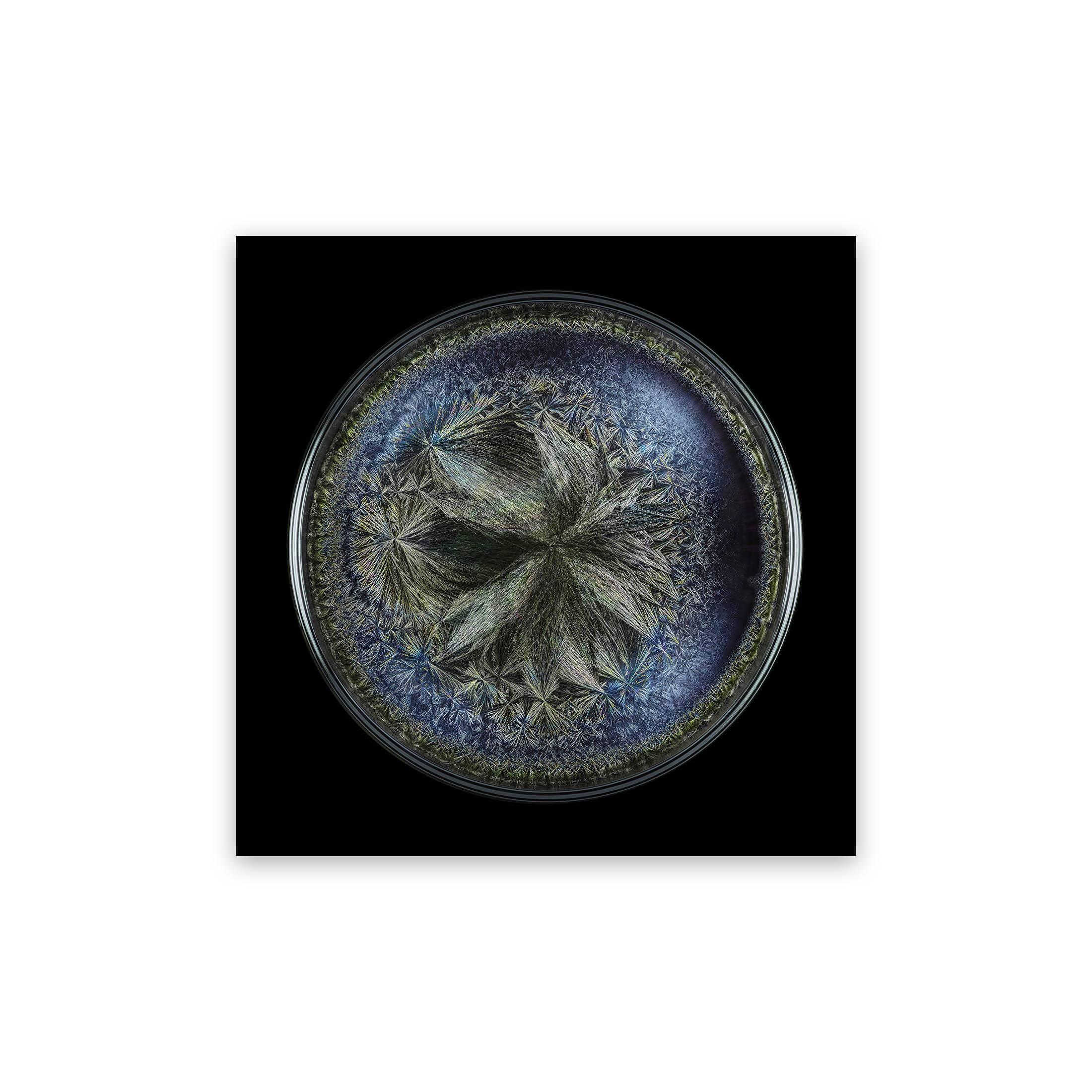 Seb Janiak Color Photograph - Morphogenetic field - Beluga Caviar (Medium) (Abstract Photography)