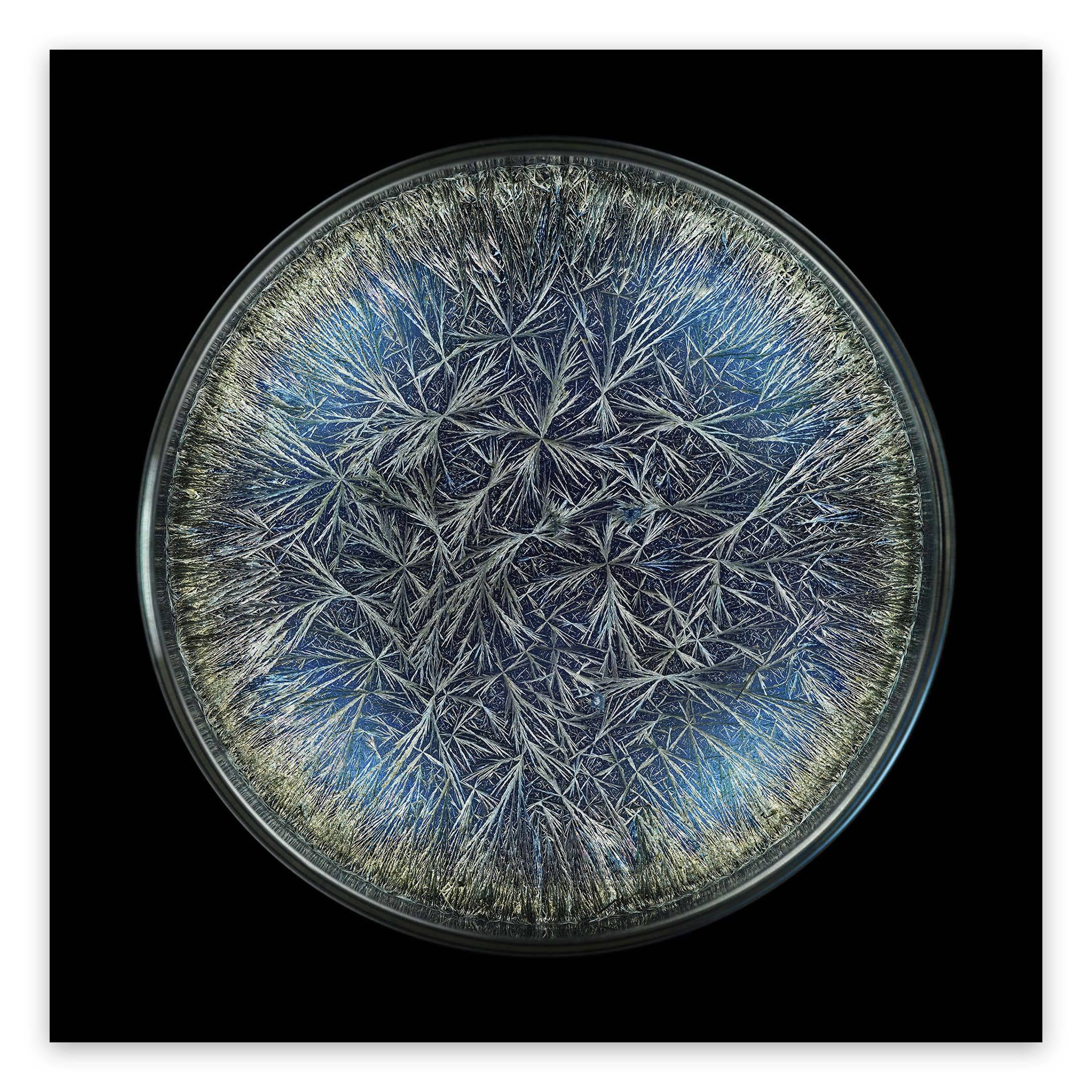 Morphogenetic field - Dandelion (Pissenlit) (Abstract Photography)

Chromogenic print. Edition 1/5.

In his Morphogenetic fields series, Janiak examines the visible manifestation of the essence of various substances. Every entity in the universe