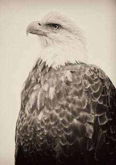ROYAL EAGLE – Alaska