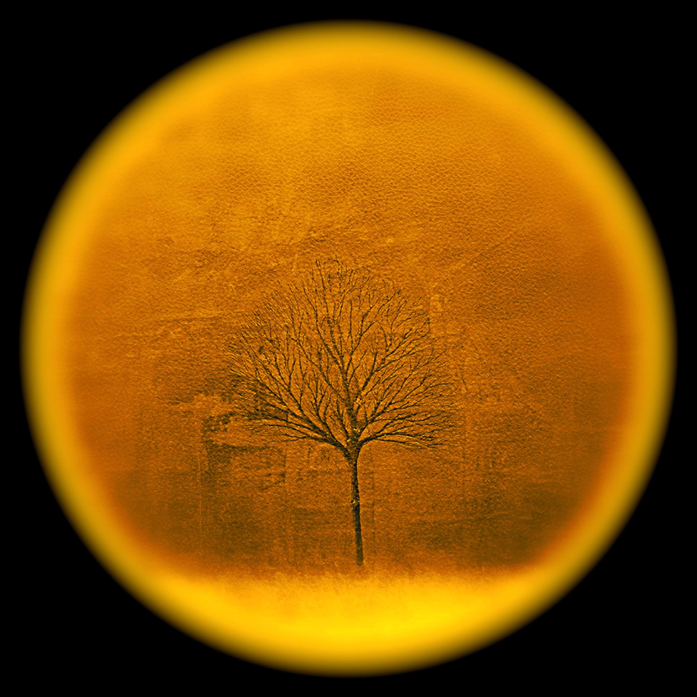Season Tree I-Yellow Limited Edition of 5 iPad drawing on Aluminum 15" x 15"