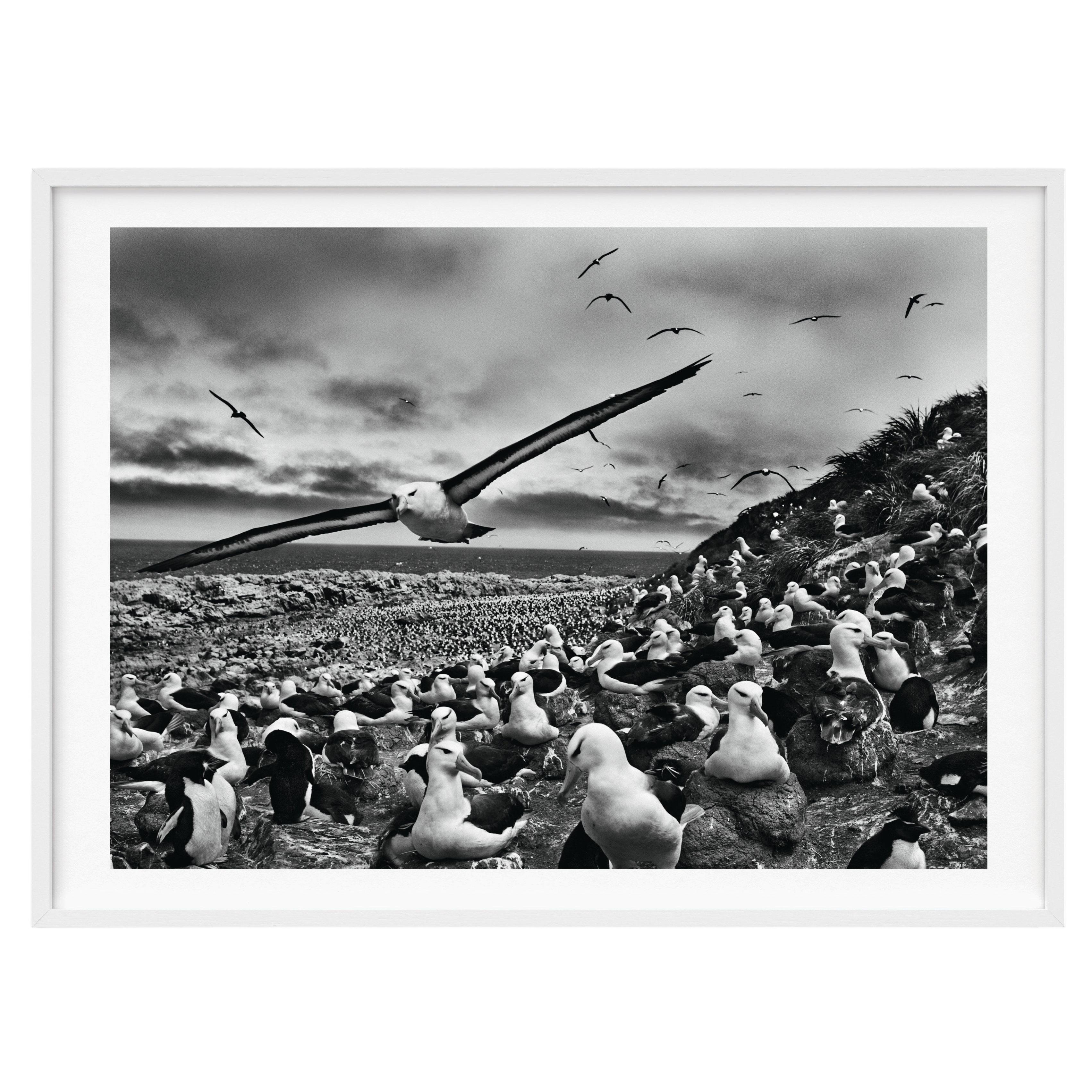 Sebastião Salgado, Genesis. Kunstausgabe: Schwarzbrauen-Albatrosse auf den Falklandinseln im Angebot
