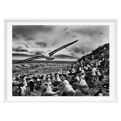Sebastião Salgado, Génesis. Edición de arte: Albatros de ceja negra de las Islas Malvinas