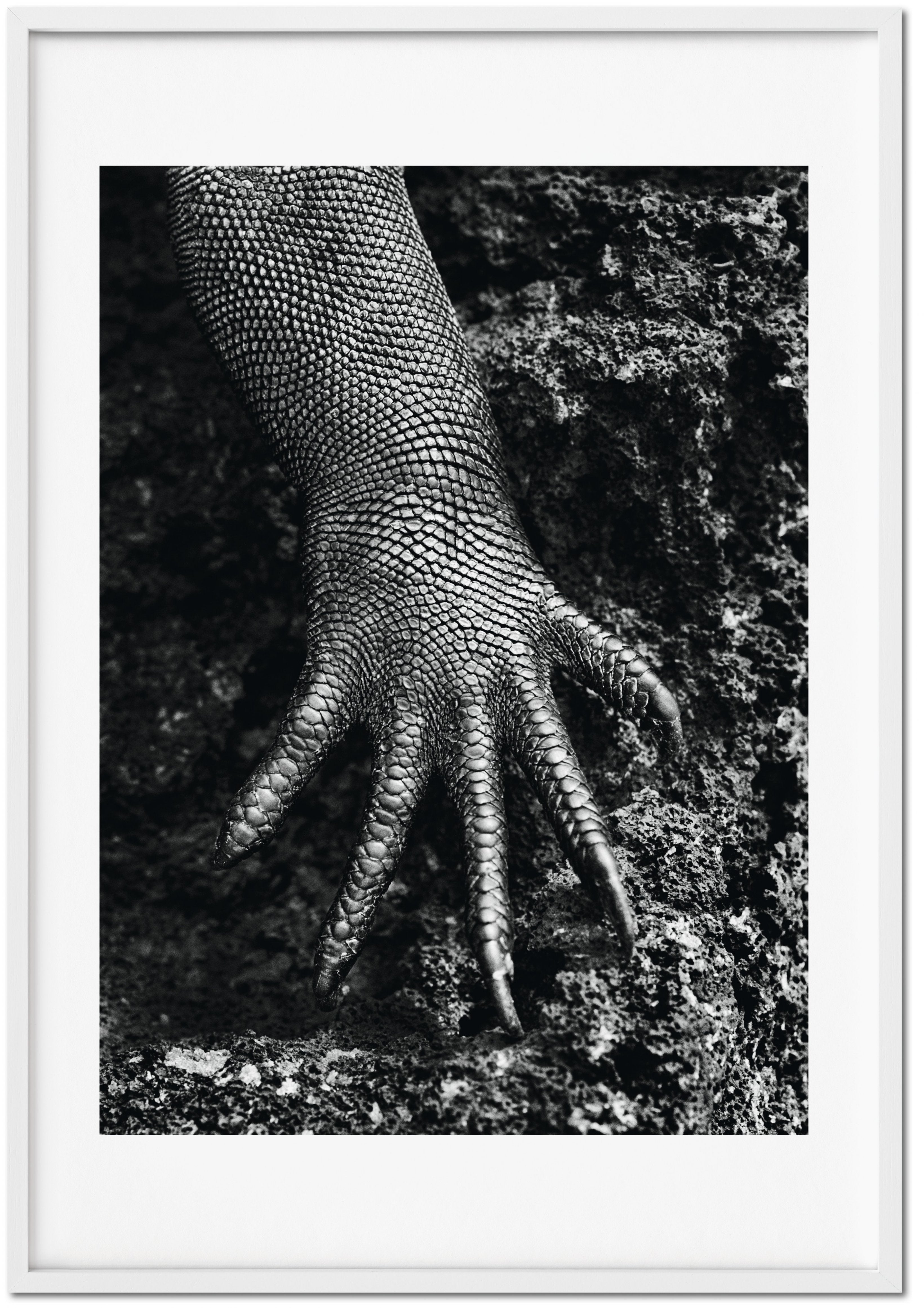 Sebastião Salgado, Genesis. Kunstdruck „Marin“, Galápagos, Ecuador im Angebot