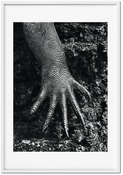 Sebastião Salgado, Genesis. Kunstdruck „Marin“, Galápagos, Ecuador