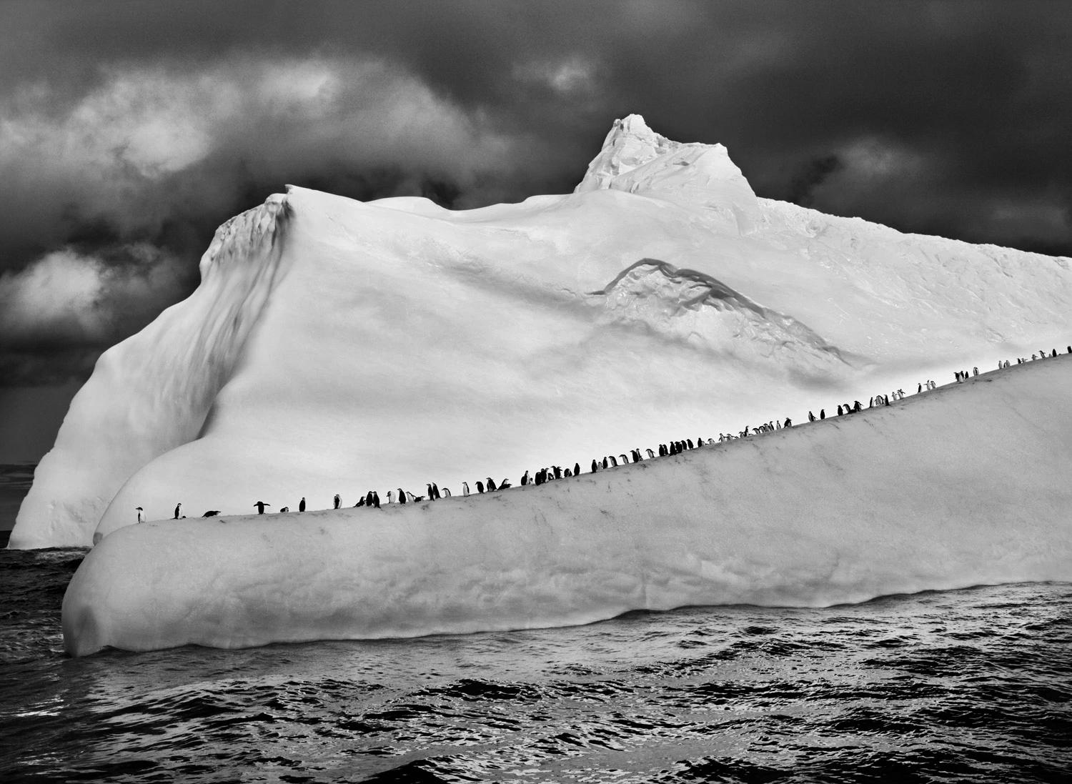 Black and White Photograph Sebastião Salgado - Pingouins en écusson sur un iceberg, îles de South Sandwich