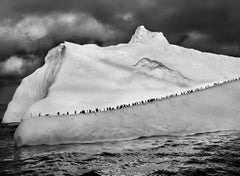 Pingouins en écusson sur un iceberg, îles de South Sandwich