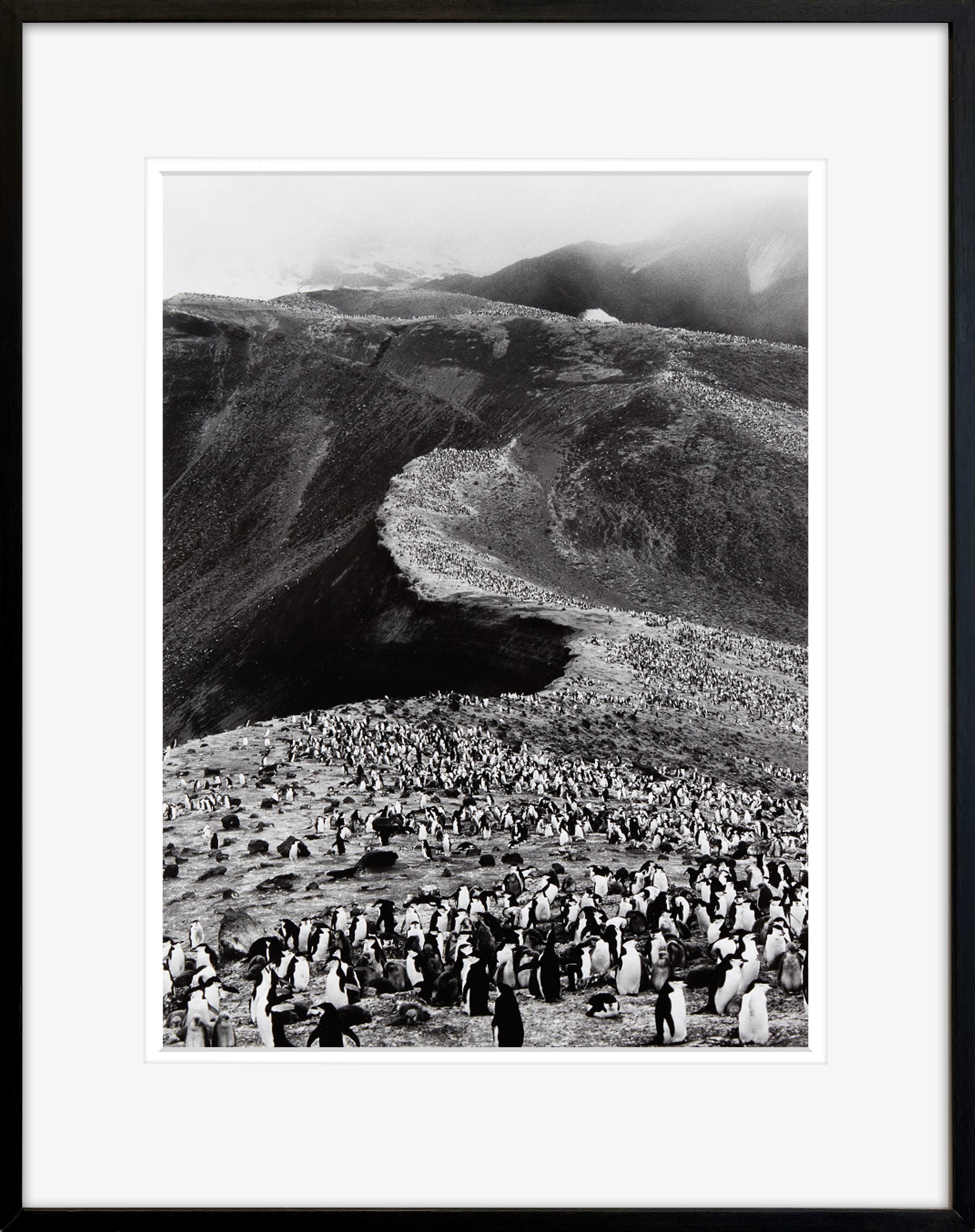 Pinguini sottovento (Pygoscelis Antartica), Isola Deception, Antartide - Photograph di Sebastião Salgado