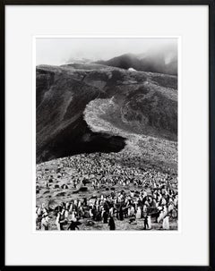 Pinguini sottovento (Pygoscelis Antartica), Isola Deception, Antartide