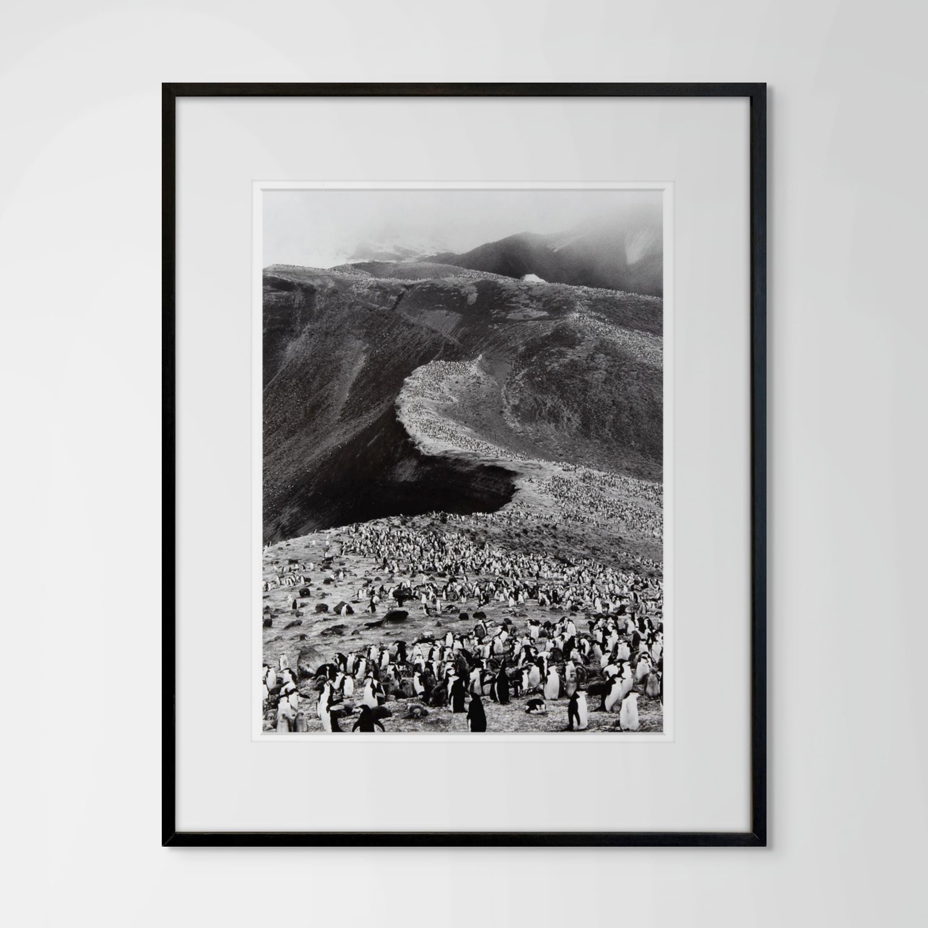 Pinguini sottovento (Pygoscelis Antartica), Isola Deception, Antartide - Landscape Photograph Nero di Sebastião Salgado