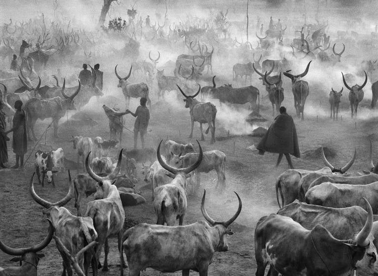 Black and White Photograph Sebastião Salgado - Camp de bovins Dinka d'Amak, sud du Sudan, 2006 - Sebastio Salgado 