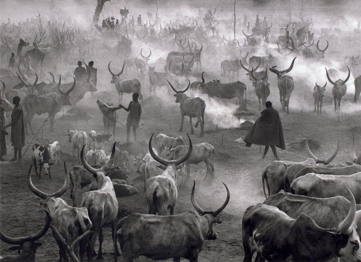 Sebastião Salgado Black and White Photograph - Dinka Cattle Camp of Amak, Southern Sudan