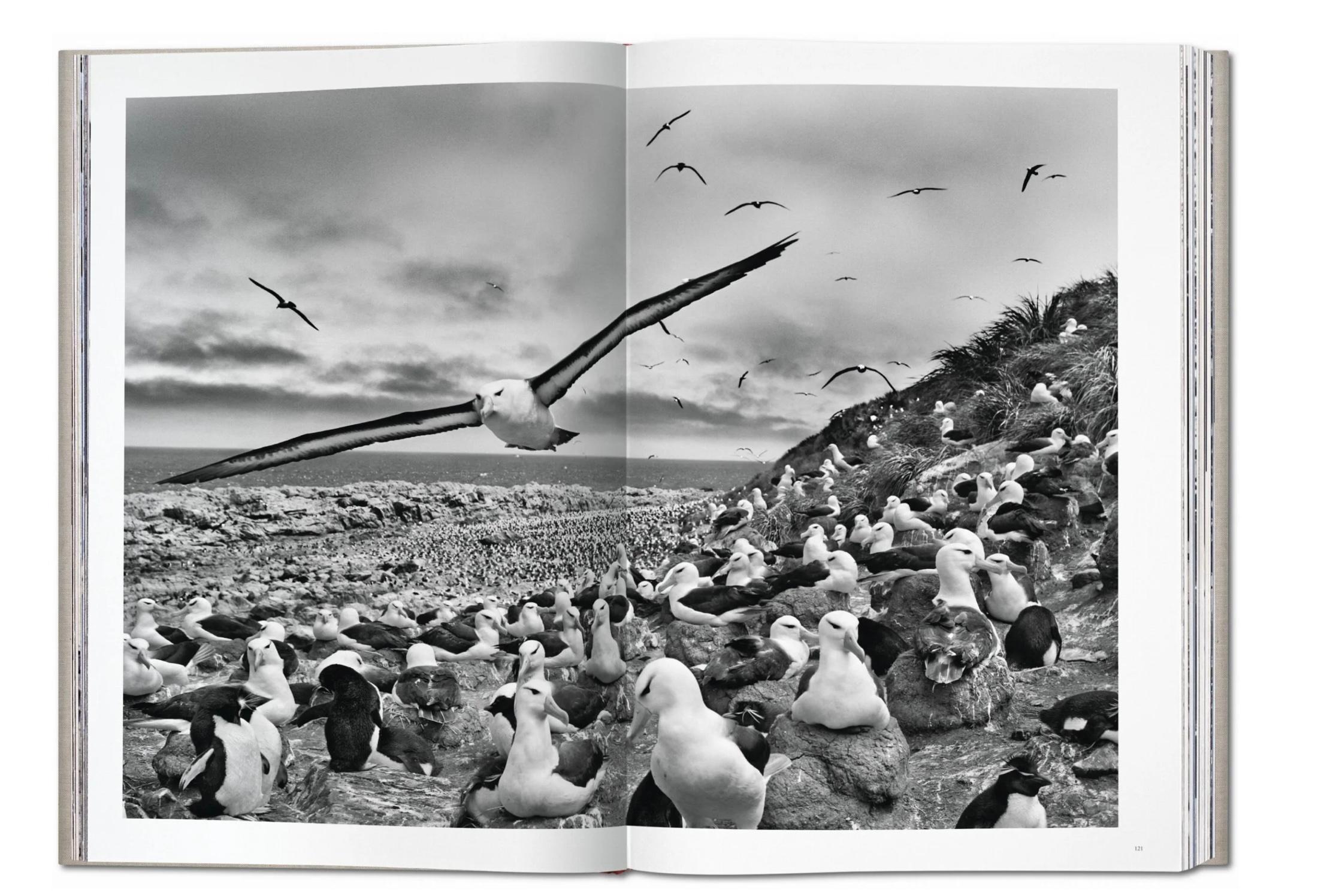 Libro Genesi-Sumo - Photograph di Sebastião Salgado
