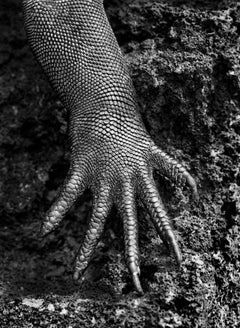 Sebastião Salgado - Iguana marina delle Galápagos, Ecuador, 2004, Stampato Dopo