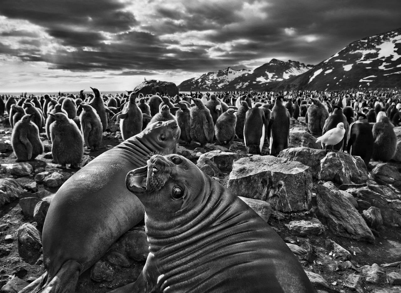 Sebastião Salgado Black and White Photograph - Southern Elephant Seal Calves, Saint Andrew's Bay, South Georgia, 2009 