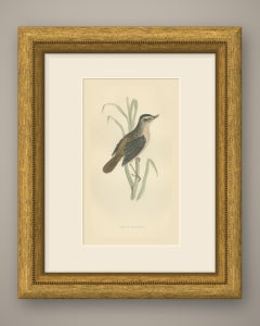 Sedge Warbler with Open Bill on a Sedge Stem, Antique Morris Plate, 1896