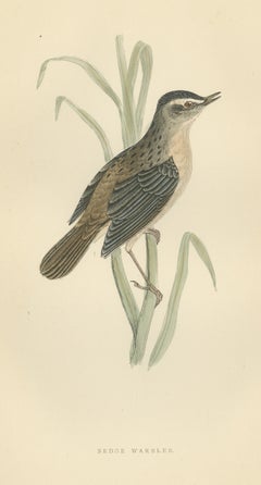 Sedge Warbler with Open Bill on a Sedge Stem, Antique Morris Plate, 1896