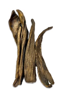 Escultura de bronce fundido con textura abstracta de cáscara orgánica montada en la pared Seena Donneson