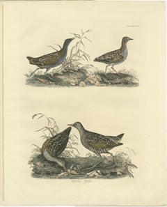 Selby's Large Illustrations of Crakes: Varieties and Gender Dimorphism, 1826