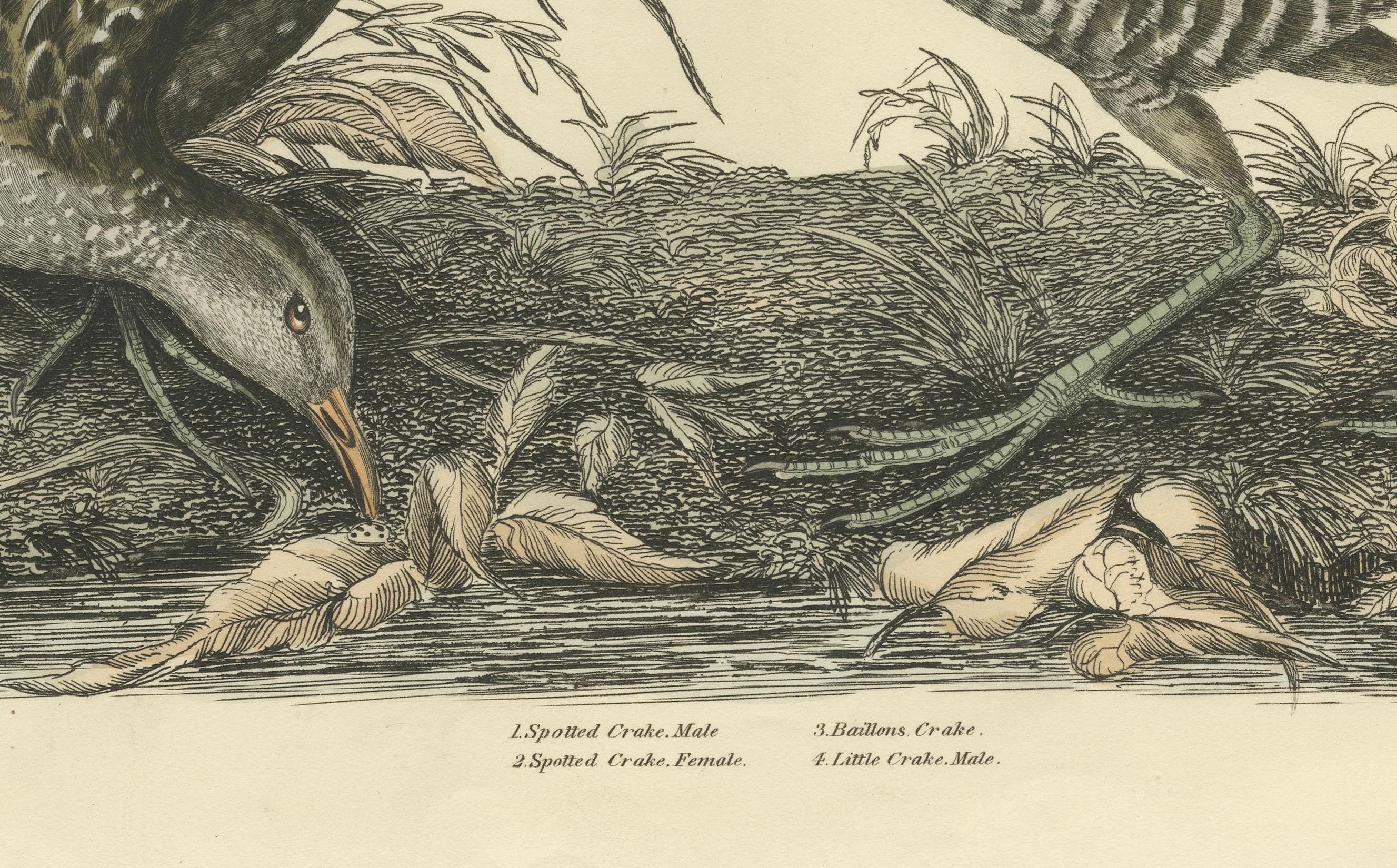 Engraved Selby's Large Illustrations of Crakes: Varieties and Gender Dimorphism, 1826 For Sale