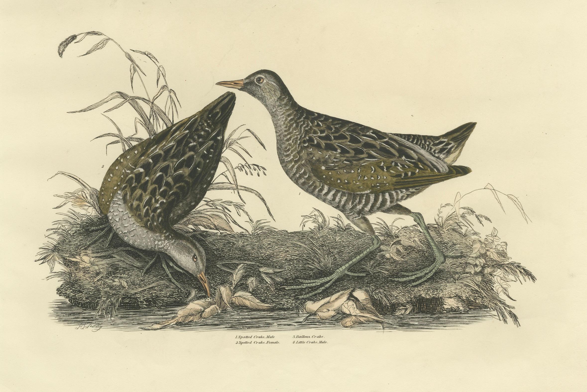 Selby's Large Illustrations of Crakes: Varieties and Gender Dimorphism, 1826 In Good Condition For Sale In Langweer, NL